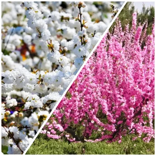 Сверхвыгода! Комплект раннецветущих экзотических кустарников "Пробуждение сада" из 2 сортов