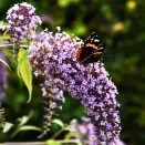 Буддлея Давида компактная Вистерия Лэйн № 2