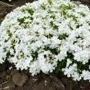 Флокс шиловидный Вайт Делайт № 1