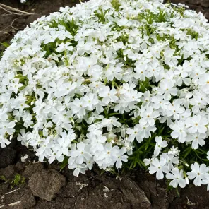 Флокс шиловидный Вайт Делайт