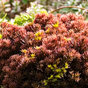 Очиток (седум) гибридный Мокачино Болл