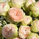 Роза чайно-гибридная премиум Пинки Пай № 1