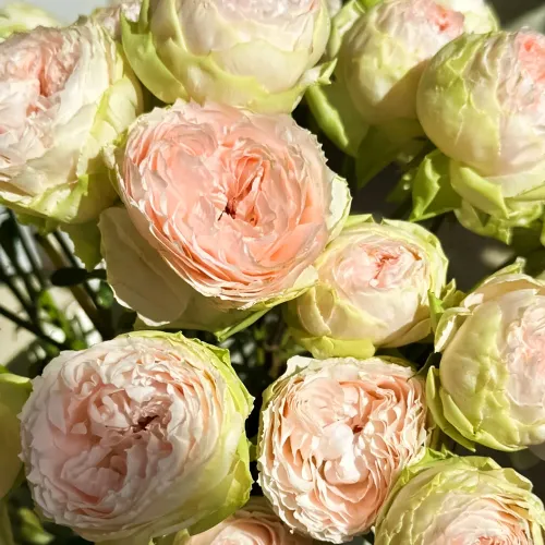 Роза чайно-гибридная премиум Пинки Пай