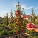 Яблоня колоновидная сибирская Китайка красная № 1