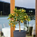 Кумкват комнатный со вкусной кожурой Тондо № 3