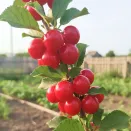 Вишня войлочная самоплодная Хабаровская № 3