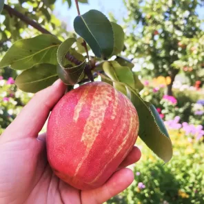 Груша болезнеустойчивая Корейская красная