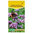 Вербена Утонченная красавица Евросемена № 1