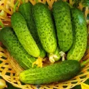 Огурец Аты-Баты Семена Алтая № 2