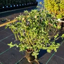 Котовник Фассена Блю Вандер № 2