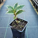 Вейгела цветущая Нана Вариегата № 3