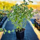 Мята ананасная Пинедо № 2