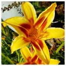 Лилейник Бонанза № 3