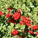 Вишня войлочная самоплодная Хабаровская № 1