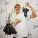 Виноград неукрывной со вкусом груши Юкка № 3