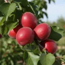 Абрикос с изысканным вкусом Рубиста № 2