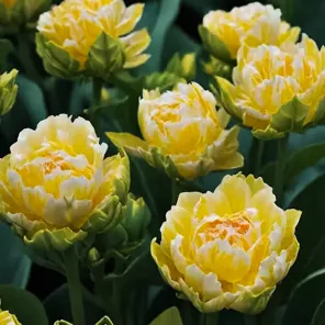 Тюльпан махровый поздний Эмеральд Стар