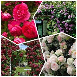 Сверхвыгода! Комплект плетистых роз "Цветут до самых морозов" из 4 сортов