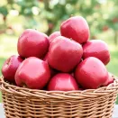 Яблоня Ред Чиф № 1