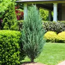 Можжевельник скальный Скайрокет № 1