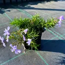 Флокс шиловидный Эмеральд Кьюшн Блю № 2