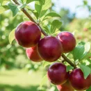 Плумкот (гибрид сливы и абрикоса) Априсали № 1