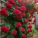 Роза плетистая Фламентанц № 1