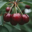 Вишня ремонтантная Гриот Всех Святых № 2
