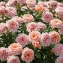 Роза шраб Поль Бокюз № 1