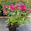 Спирея японская Дартс Ред № 2