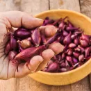 Лук-севок Ред Барон № 1