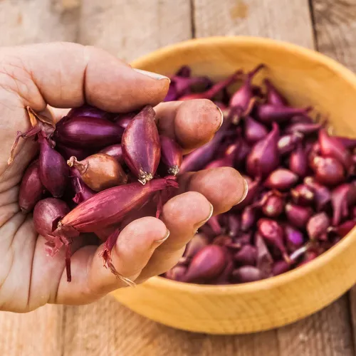 Лук-севок Ред Барон