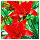 Лилия азиатская Гран Парадисо № 3