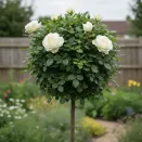 Роза штамбовая Аваланж № 5