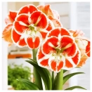 Амариллис (гиппеаструм) Самба № 3