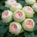 Роза чайно-гибридная премиум Пинки Пай № 2