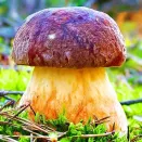 Белый гриб сосновый Поиск № 2