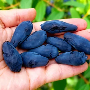 Жимолость Сердце Гиганта