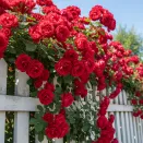 Роза плетистая Амадеус № 1