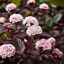 Пузыреплодник калинолистный малоуходный Саммер Вайн № 2