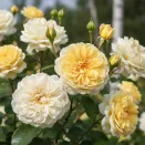 Роза канадская Агнес № 1