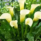 Калла Элеганза № 1