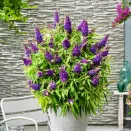 Буддлея Давида Баттерфляй Канди Литтл Пурпл № 2