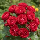 Роза канадская Аделаида Худлес № 1