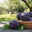 Слива для Сибири Черная горная № 1