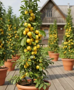 Слива колоновидная Мирабелла