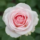 Роза чайно-гибридная болезнеустойчивая Майне Розе № 2