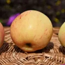 Яблоня для Урала Буляк № 3