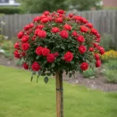 Роза штамбовая Красная Шапочка № 1