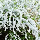 Спирея серая Грефшейм № 1